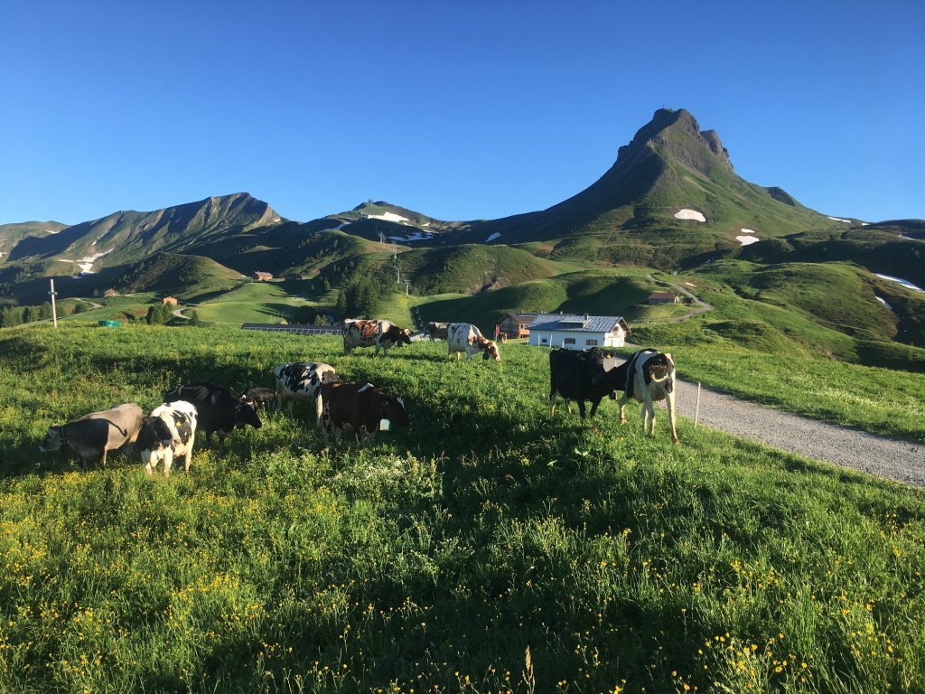 Alpe Uga mit Mittagspitze im Hintergrund
